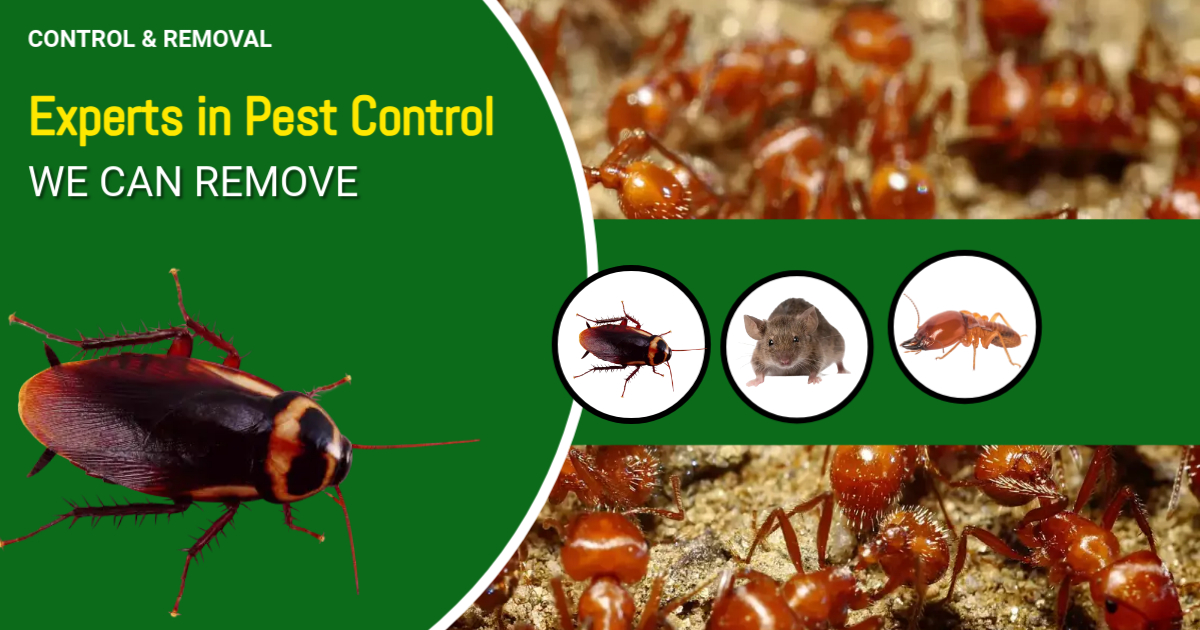 Pest Control Service 1