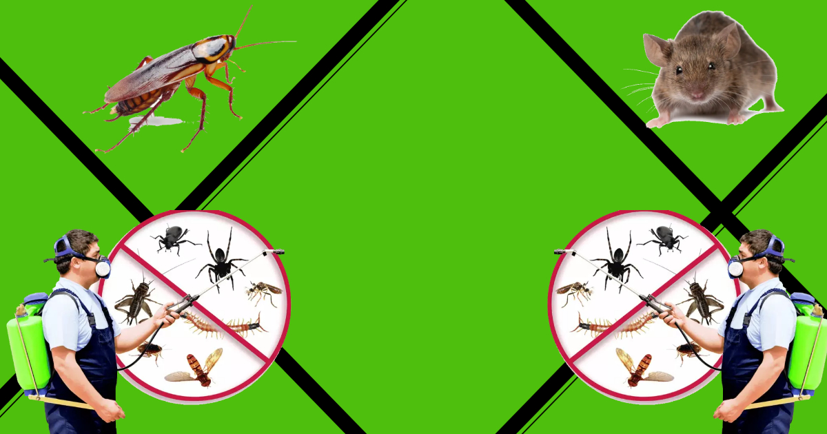 Pest Control Service 3